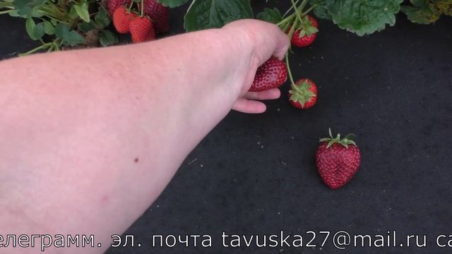 КАБРИЛЛО ремонтантный сорт клубники смотреть онлайн