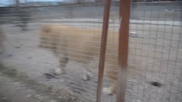 Львёнок укусил папашу за хвост, но то что произошло дальше не передать словами смотреть онлайн