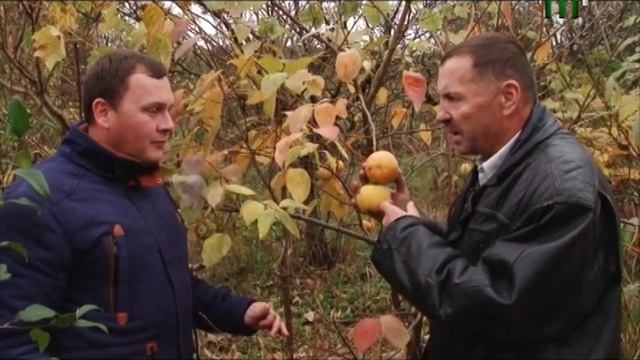 Хурма. "Сам собі господар" (12.11.17) смотреть онлайн