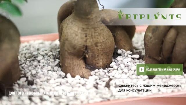 ARTPLANTS - настольные растения смотреть онлайн