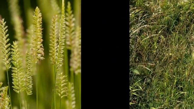 ТРЯСУНКА (BRIZA) сем. Злаки смотреть онлайн