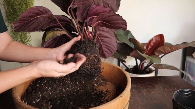 How To Propagate Calathea Roseopicta 'Jungle Rose' | Propagation & Plant Care