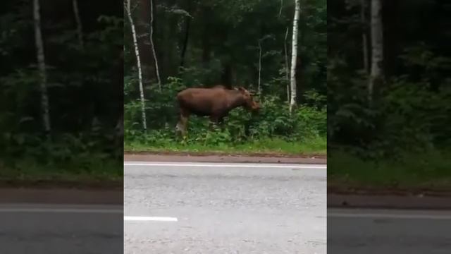 Барнаул.Ленточный бор. Лось 17.07.2019. смотреть онлайн