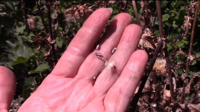 Секреты Творческого Сотворения