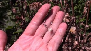 РАСТОРОПША ЛЕКАРСТВЕННАЯ.  СОБРАТЬ СЕМЕНА.