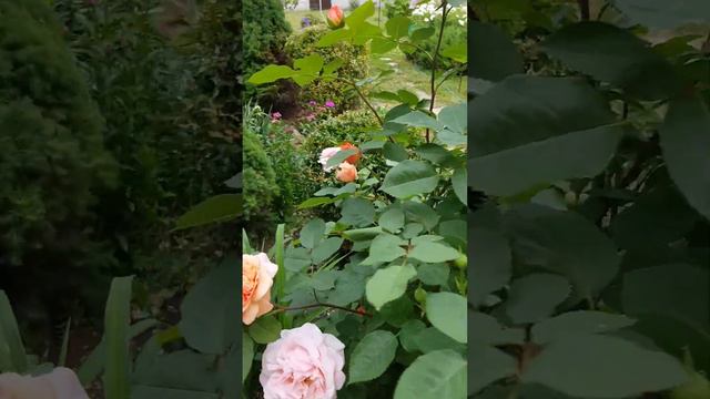 Английская роза Чарльз Остин (Charles Austin) Англійська троянда Чарльз Остін (Charles Austin)