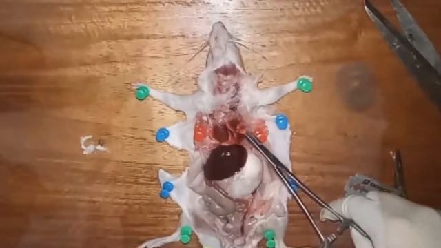 #1 Dissection and Anatomy of Male Rat смотреть онлайн
