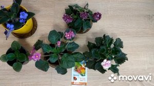 Янтарная кислота для фиалок.