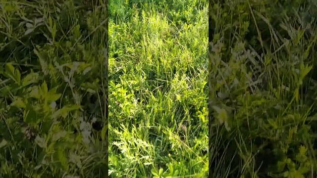 ?второй день охоты на королевского шампиньон-миньон и набрали 8 ведер,2часть смотреть онлайн