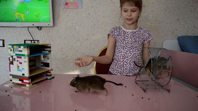 Играем с белочками дегу смотреть онлайн