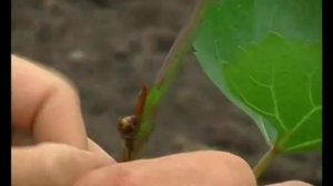 Способы весенней прививки винограда (копулировка и окулировка в приклад)