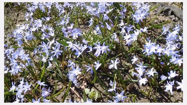 Squill (Scilla Siberica 2022), The Siberian Squill Or Wood Squill. A Spring Bulb.