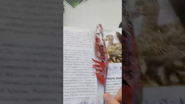 Моя коллекция перьев. смотреть онлайн