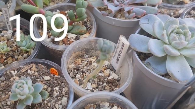 Обзор. Моя коллекция суккулентов (часть 6) #succulent