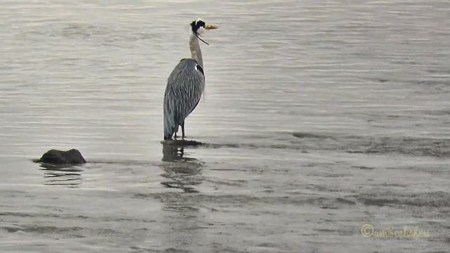 Vogelbeobachtung birding Graureiher (Ardea cinerea) Fischreiher im Winterkleid wintery Grey Heron смотреть онлайн