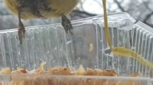 СИНИЦА крупный план!  Пожирает геркулес. Видео для  любителей птиц.??