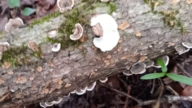 FUN Mushroom Hunt in the Southeast US + BONUS WALK смотреть онлайн
