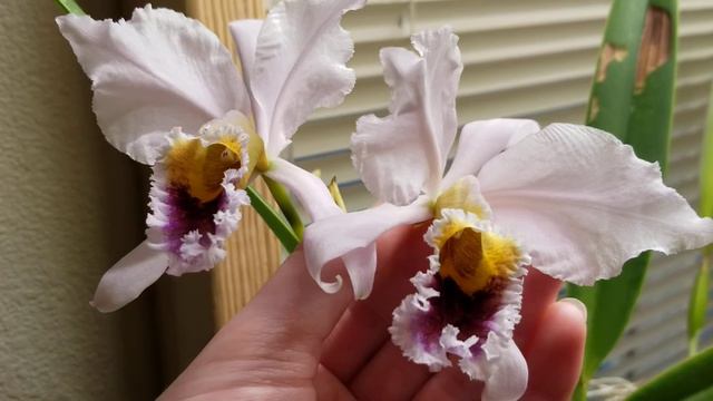 What's In Bloom? #Cattleya Percivaliana Coerulea! The Christmas Orchid