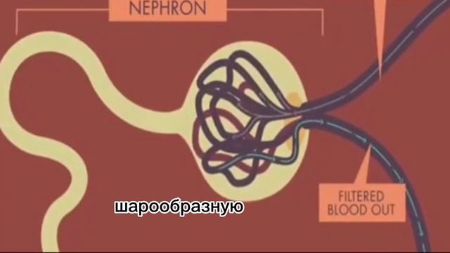 ?Как работают наши почки? Подробный рассказ? смотреть онлайн