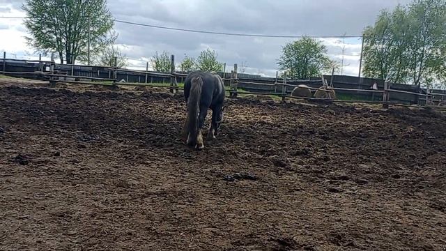 Выпустили жеребца первые признаки когда кобыла гуляет смотреть онлайн