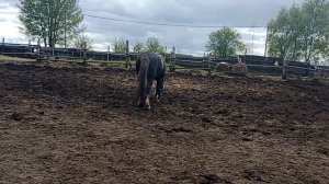 Выпустили жеребца первые признаки когда кобыла гуляет