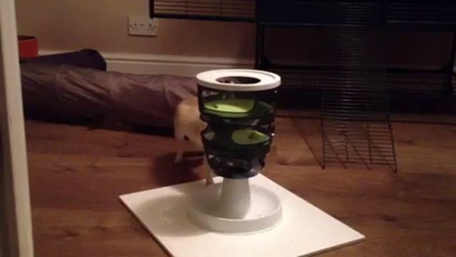 Phoenix & Arlandria Fennec Foxes playing with new toy - 2 смотреть онлайн