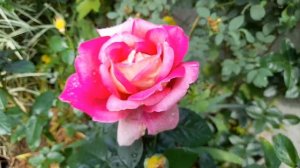 Роза Кроненбург Kronenbourg. ОГРОМНАЯ, ЧАЙНО-ГИБРИДНАЯ 19.06.2021