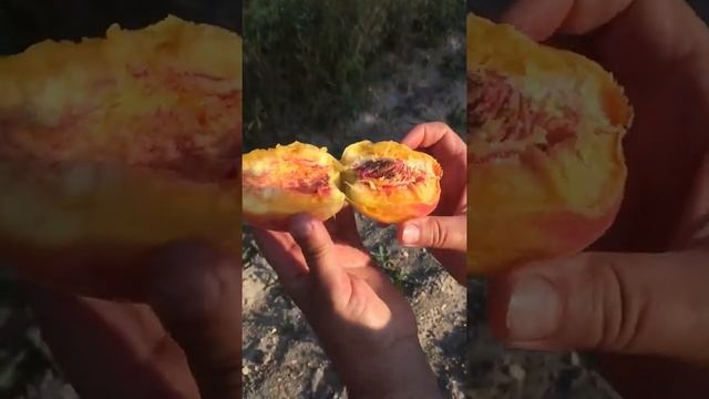 Сорт персика Золотой Юбилей ! Отделение от косточки