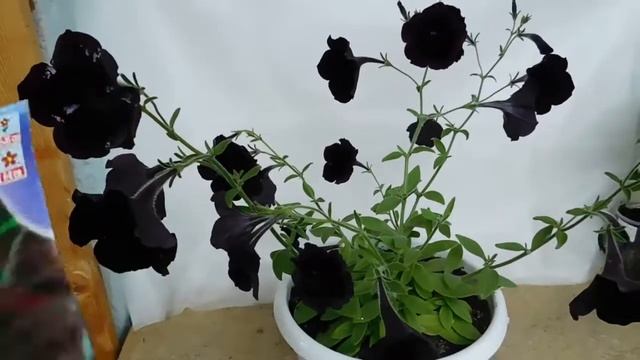 Петуния Черная Вишня ! смотреть онлайн