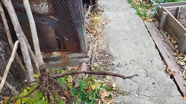 Павловния из пасынка смотреть онлайн