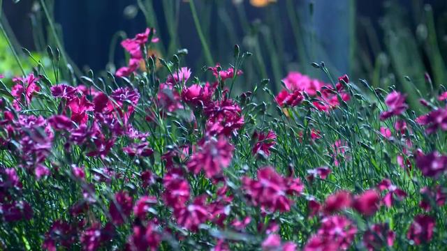 Flowers in park | Violet Flower Red Flower Purple Flower Pink Flower Orange Flower | Wheel Of Karma смотреть онлайн