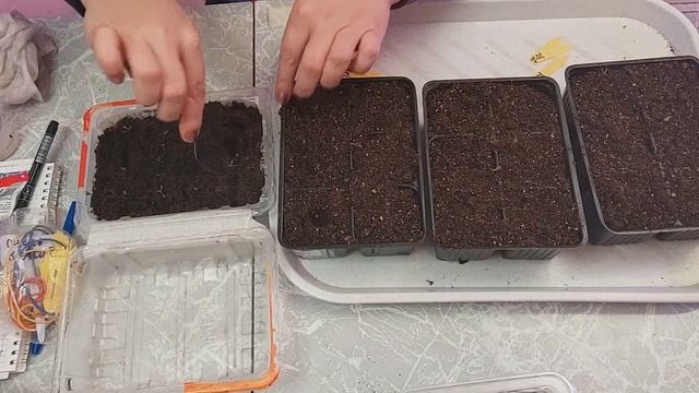 Эустома пикировка. Пикируем очень рано - 2-3 настоящих листа. смотреть онлайн