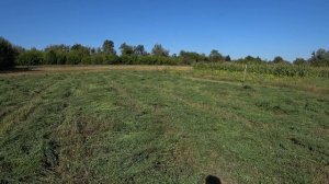 Сколько можно собрать сена люцерны с десяти соток Собираем сено люцерны Сколько сохнет люцерна