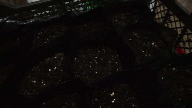 Баклажаны Дракоша. Шоколадный перец. Рассада в пакетах. 3ч. смотреть онлайн