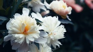 Первые цветы лета. Пионы | Футажи красивая природа [FullHD]