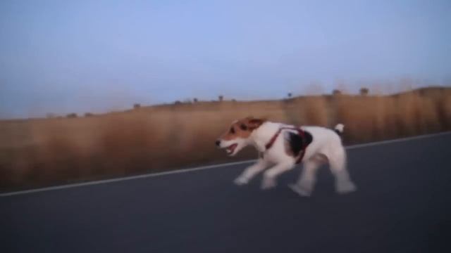 Rem the Dog Raw Run jack russel terrier running like hell смотреть онлайн
