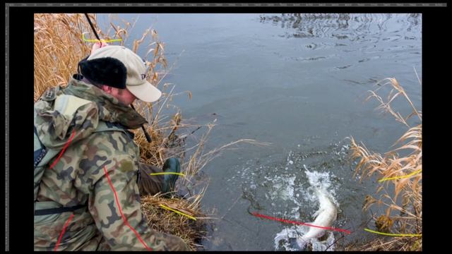 Fotografowanie ryb #1 - Ryba w akcji - Strefa ostrości na szalejącą rybę смотреть онлайн