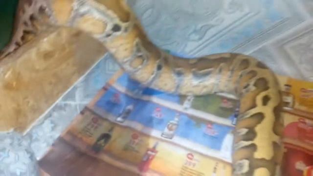 Короткохвостый питон и большое объявление смотреть онлайн