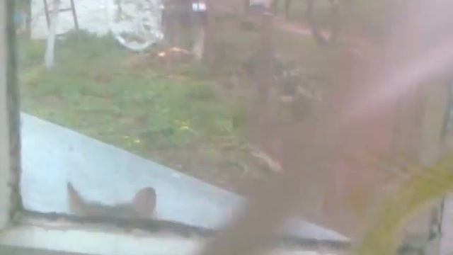 Мурена скребётся в окно смотреть онлайн