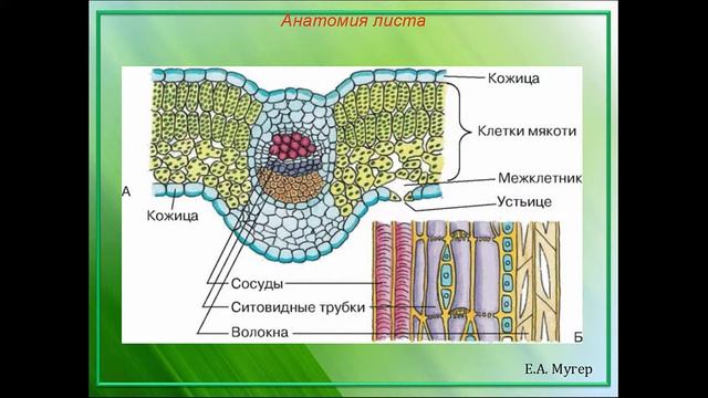 Лист растения смотреть онлайн