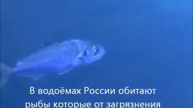 берегите воду 3.0 , соц.реклама , вода России. смотреть онлайн