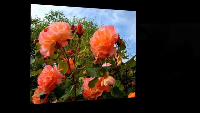 Танец цветов 2 смотреть онлайн