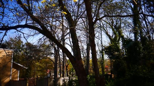 Догвуд .Кизил цветущий (Cornus ). Dog-Tree. смотреть онлайн