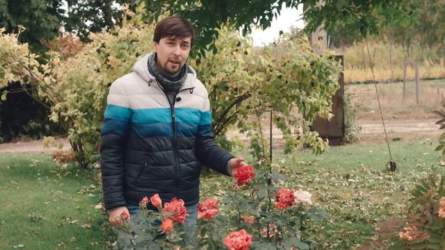 Какие растения предпочитают осенью посадку смотреть онлайн