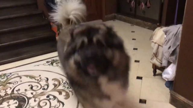 Кавказская овчарка Кузьма Разговорчивый мальчик #кавказскаяовчарка #кузьма #разговор смотреть онлайн