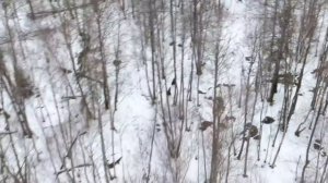 охота с лайкой на лося с квадрокоптера 2