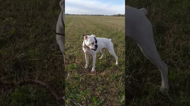 Немецкий боксер альбинос СВОБОДА#dog #puppy #albino #goals смотреть онлайн