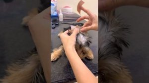 Как заклеить уши Йорку?