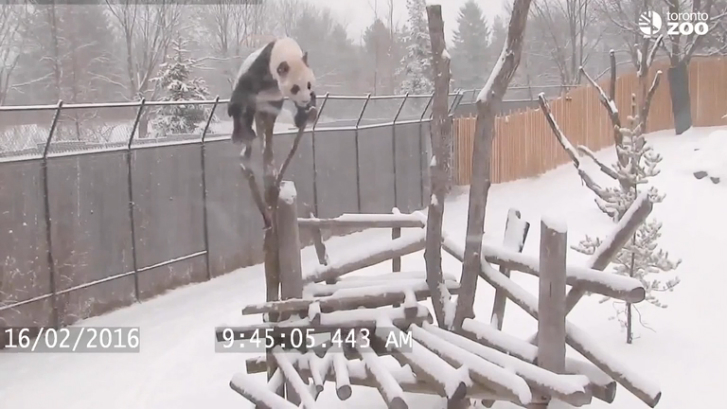 Панда и снег смотреть онлайн