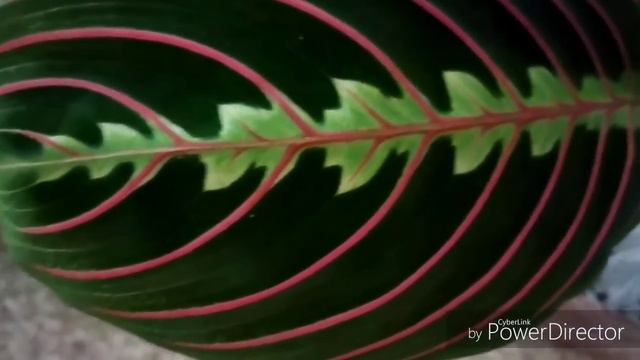 Surprise😯🌱🌱🌱...Unboxing